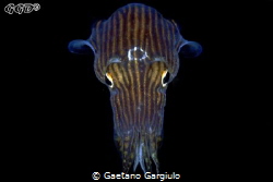 Monster... the little squid was using my lights to hunt m... by Gaetano Gargiulo 